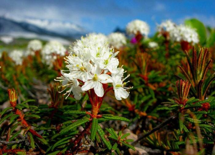 ���������: ������������ ��������� � ���������� ��������