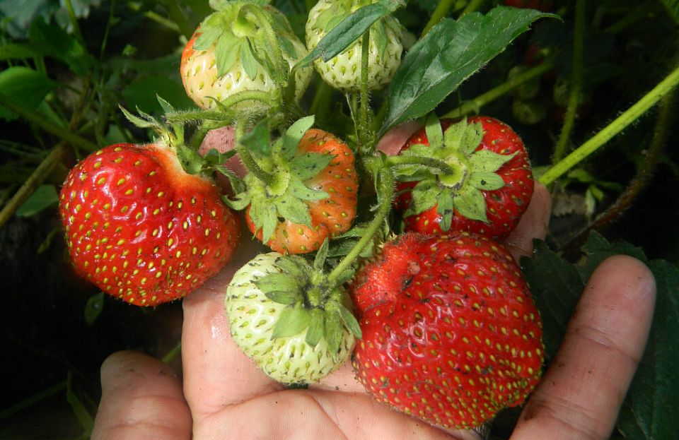 ��� �������� �������� ������ ��������: ������ ���������