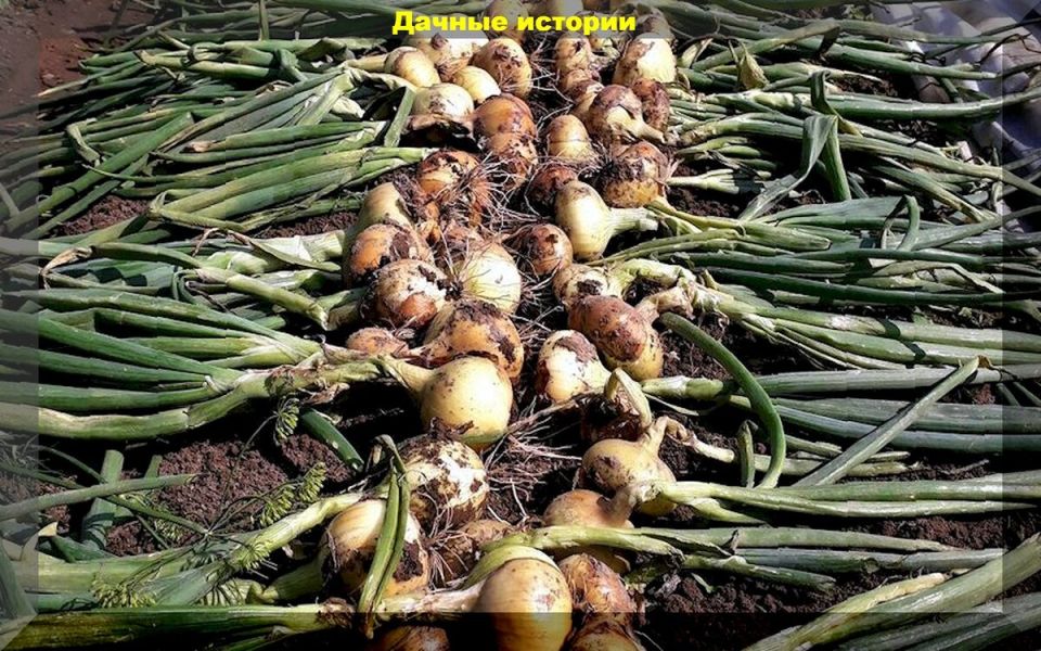 Что делать на даче в августе: основные работы по уборке, уходу и подготовке к зиме