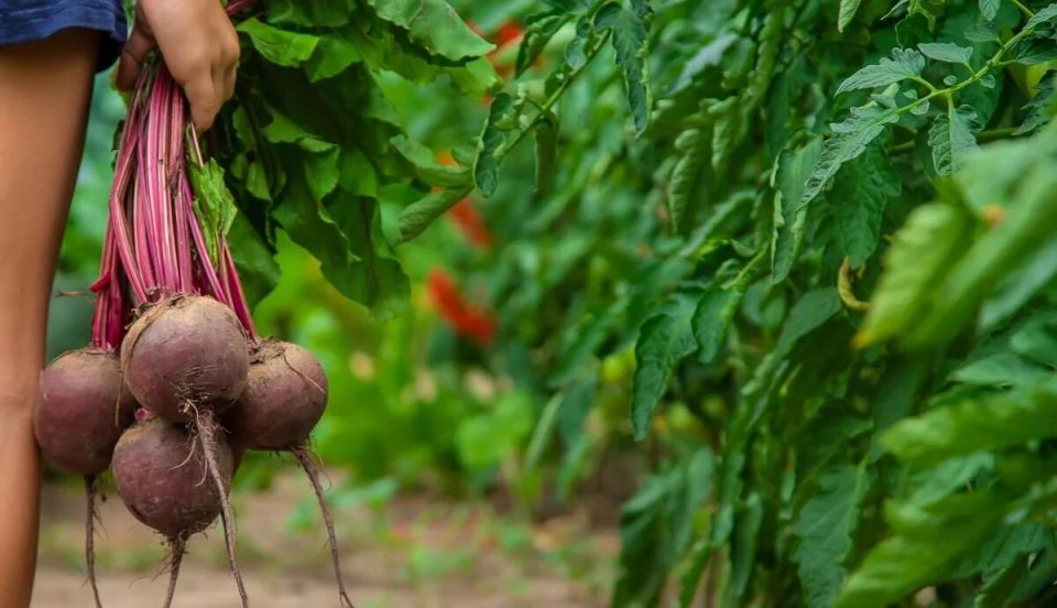 Свекла: полезна ли она для вас?